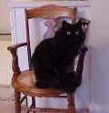 Sashachair.jpg (20059 Byte)