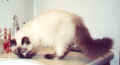 alena6mon.jpg (46148 Byte)