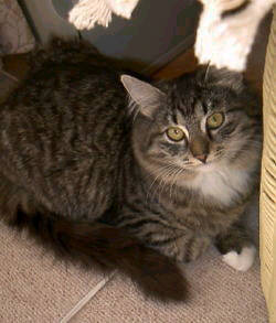 Siberian Cat Ekaterina, siperiankissa Ekaterina, 
	Almaz-Siberians, Tokyo, Japan, Tokio, japanilainen siperianksisakasvattaja