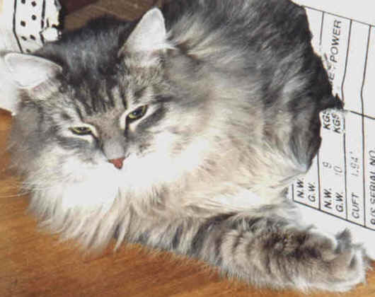 Siberian Cat Gordi, siperiankissa Gordi, Helsinki, Finland, Suomi