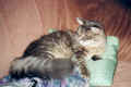 gordy21.JPG (73272 Byte)