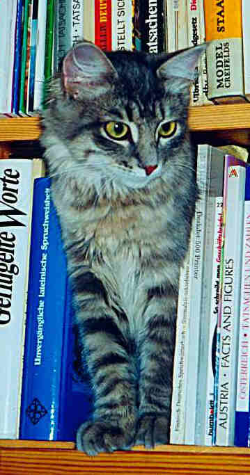 Siperiankissa Gordi, Siberian Cat Gordi, cat pictures, pictures of cats, kissojen kuvia, Picture Gallery, kuvagalleria