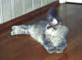 Just look at my big and round paws! Vilkaiskaapa pehmeit pyreit tassujani! (47183 Byte)
