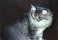 I am a young and handsome Siberian cat! Olen nuori ja komea siperiankissa(23051 Byte)