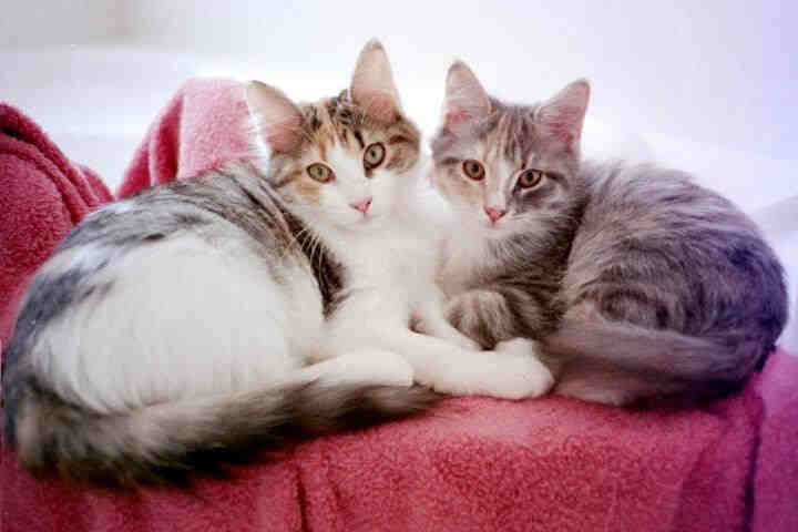 Siberian Cats Misty and Nikki, Madison, Alabama, USA, siperiankissat Misty ja Nikki, USA