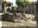 Dominican ambiance.jpg (82778 bytes)