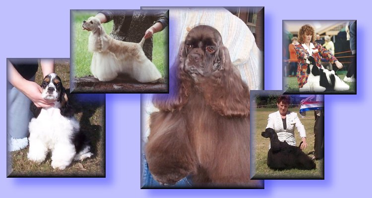 WELCOME TO MERRIYANK AMERICAN COCKER SPANIELS - AUSTRALIA