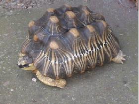 Turtle welcomes her visitors