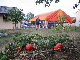 Pumpkins