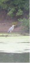 Heron