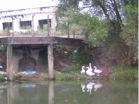 Swans