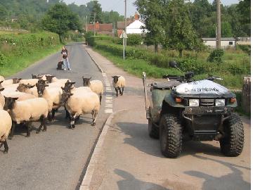 I photograph a flock of English sheep