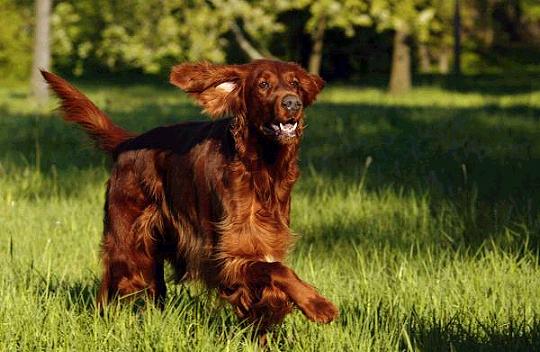 Ch Bora izpod Bel�ce at 5 years old