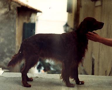 Ch Red Witch of Grie Ringor