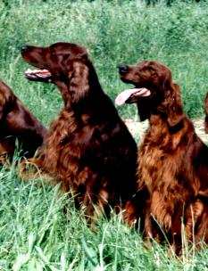 Int Ch Lui Ankaranski and his dam Int Ch Rusty