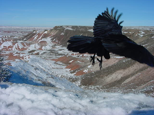 I like birds.