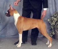 Ch.MGM's J.Lo of Dandi