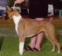 Ch.MGM's Cynra's Autumn Mist