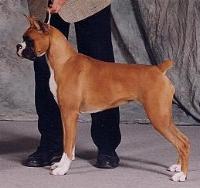 Ch. MGM's Moonlite Serenaid Jendar