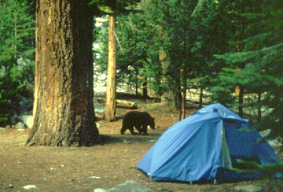 O urso no nosso acampamento