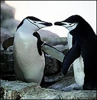 Squawk and Milou Male Chinstrap Penguins at the Central Park Zoo in Manhattan.