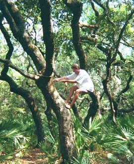 Don in the tree