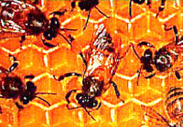 picture of honey bees