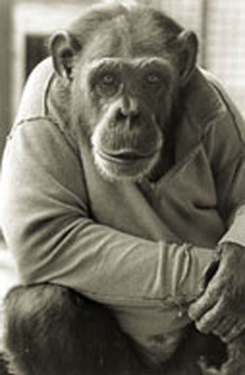 chimpanzee