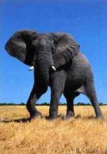 elephant in the wild