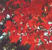 Fall Colours from Ottawa