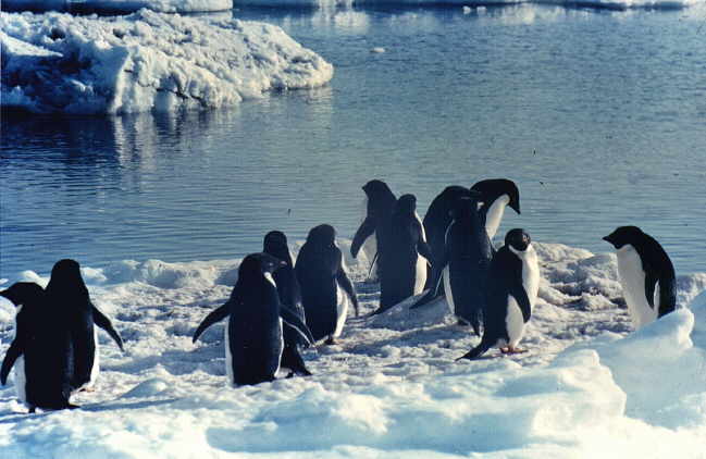 Penguins.jpg (35687 bytes)