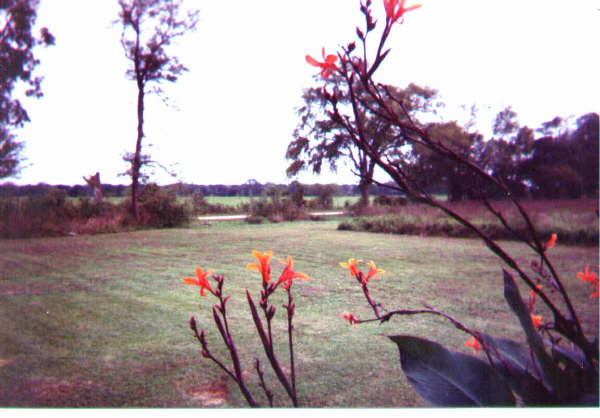 Cow lillies