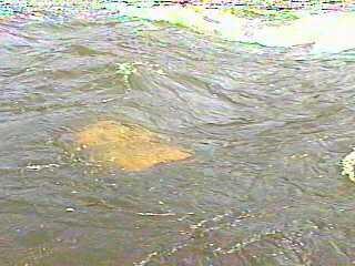 shallow rock in current