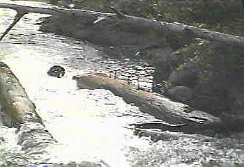 Carney Falls