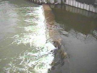 Sauk Creek, mouth/dam