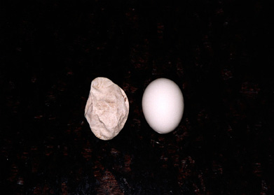Eggs