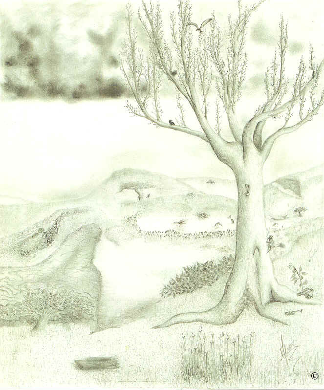 �Dry Tree(63144 octets)