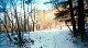 woodswinter1.jpg