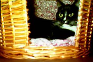 basket 1