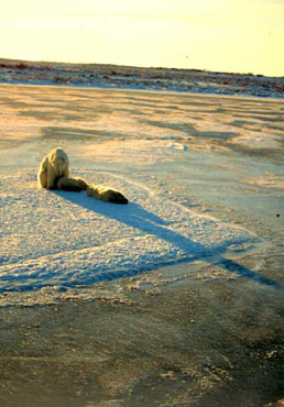 Long Shadow