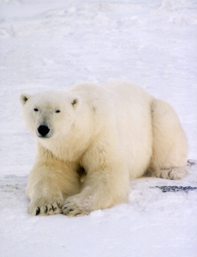 Rest Bear