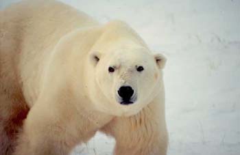 Scar Nose