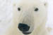 Nosy Bear