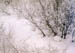 Ptarmigan Bush
