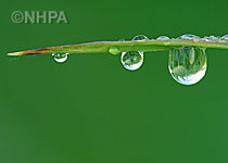 morning dew