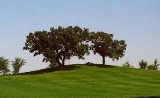 Hill of Three Oaks 
