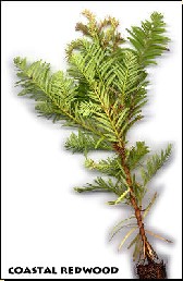 redwood seedling
