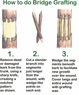 diagram how to repair a damaged tree's bark