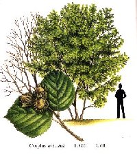 a visual comparison with a human of a hazel bush 