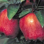 apples